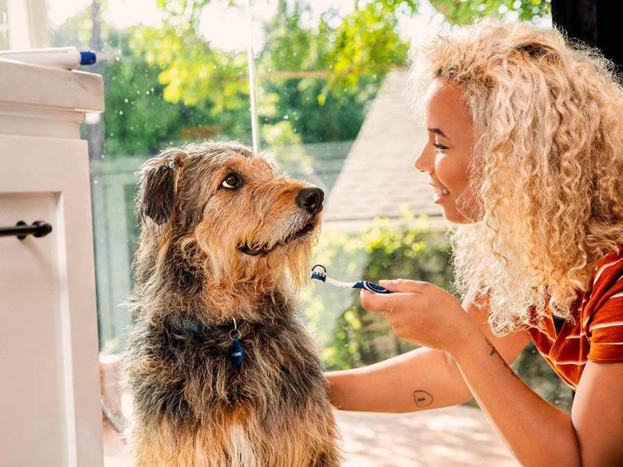 owner brushing her dog