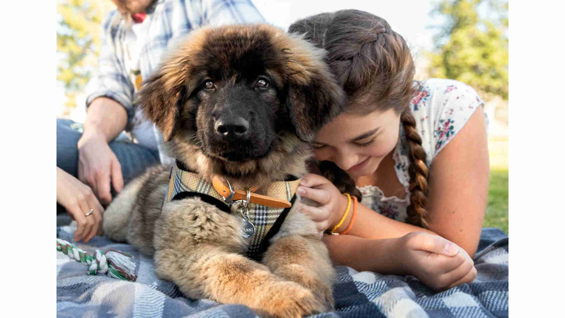 a dog being cuddled by a child
