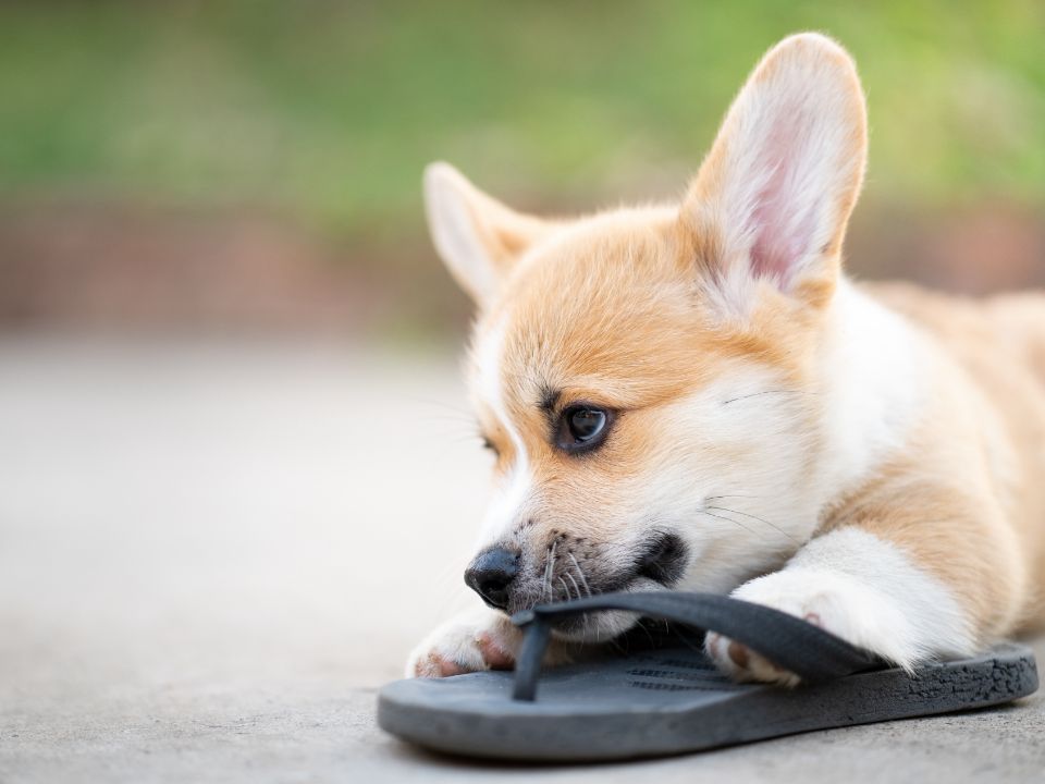 dog chews sandal