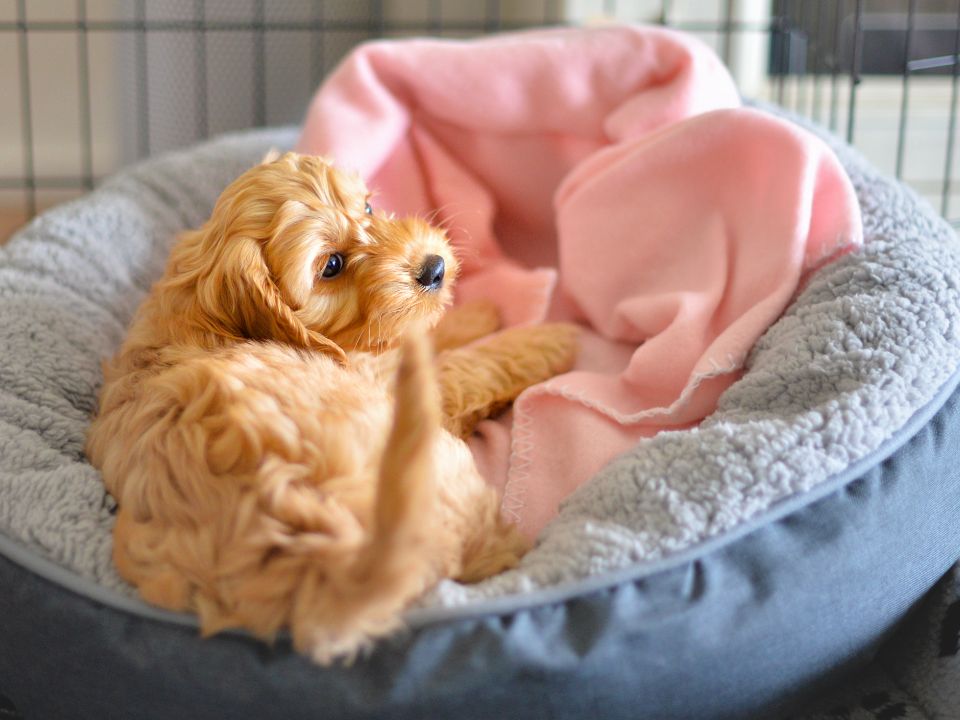 goldendoodle puppy naps in dog bed
