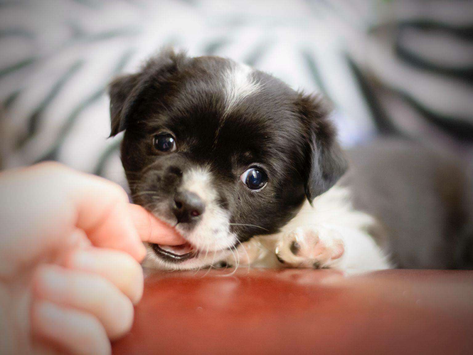 small puppy bites finger