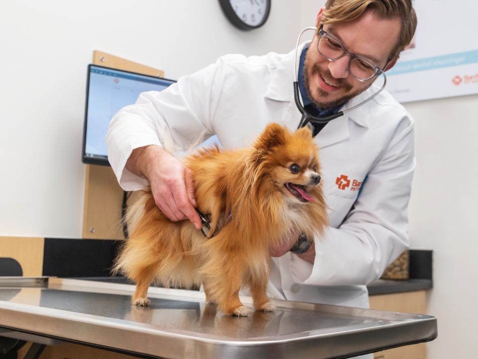veterinarian examines small dog