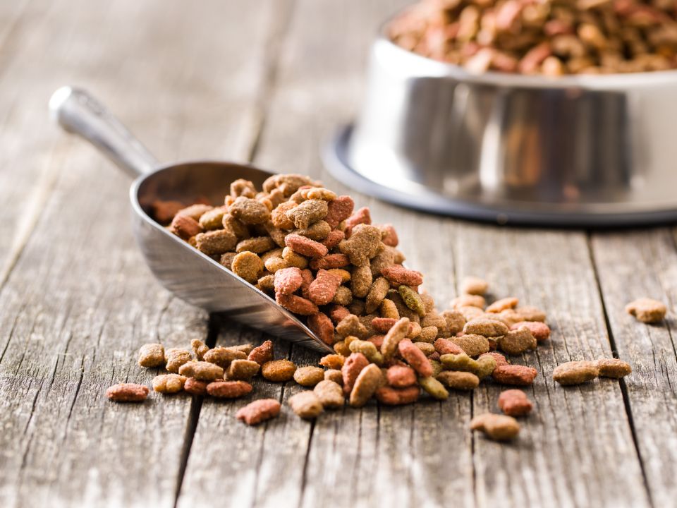 dog kibble in scoop