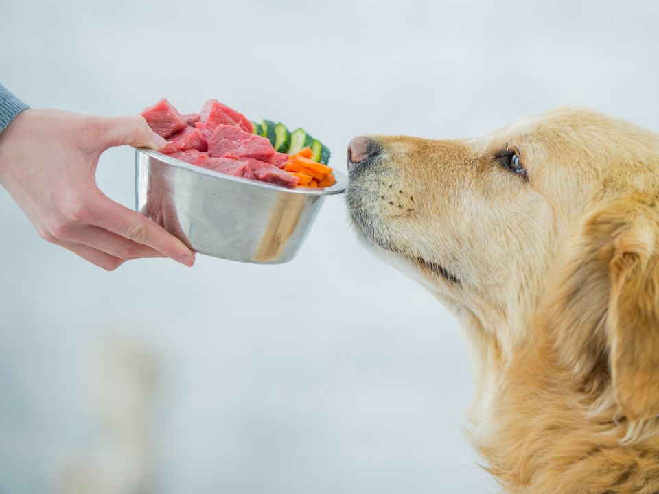 dog smells bowl raw meat vegetables