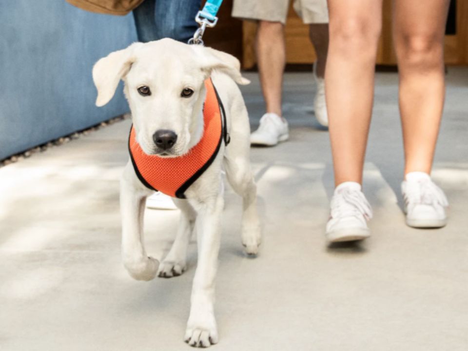 white puppy training collar