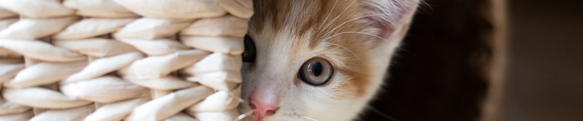 scared orange kitten hides basket