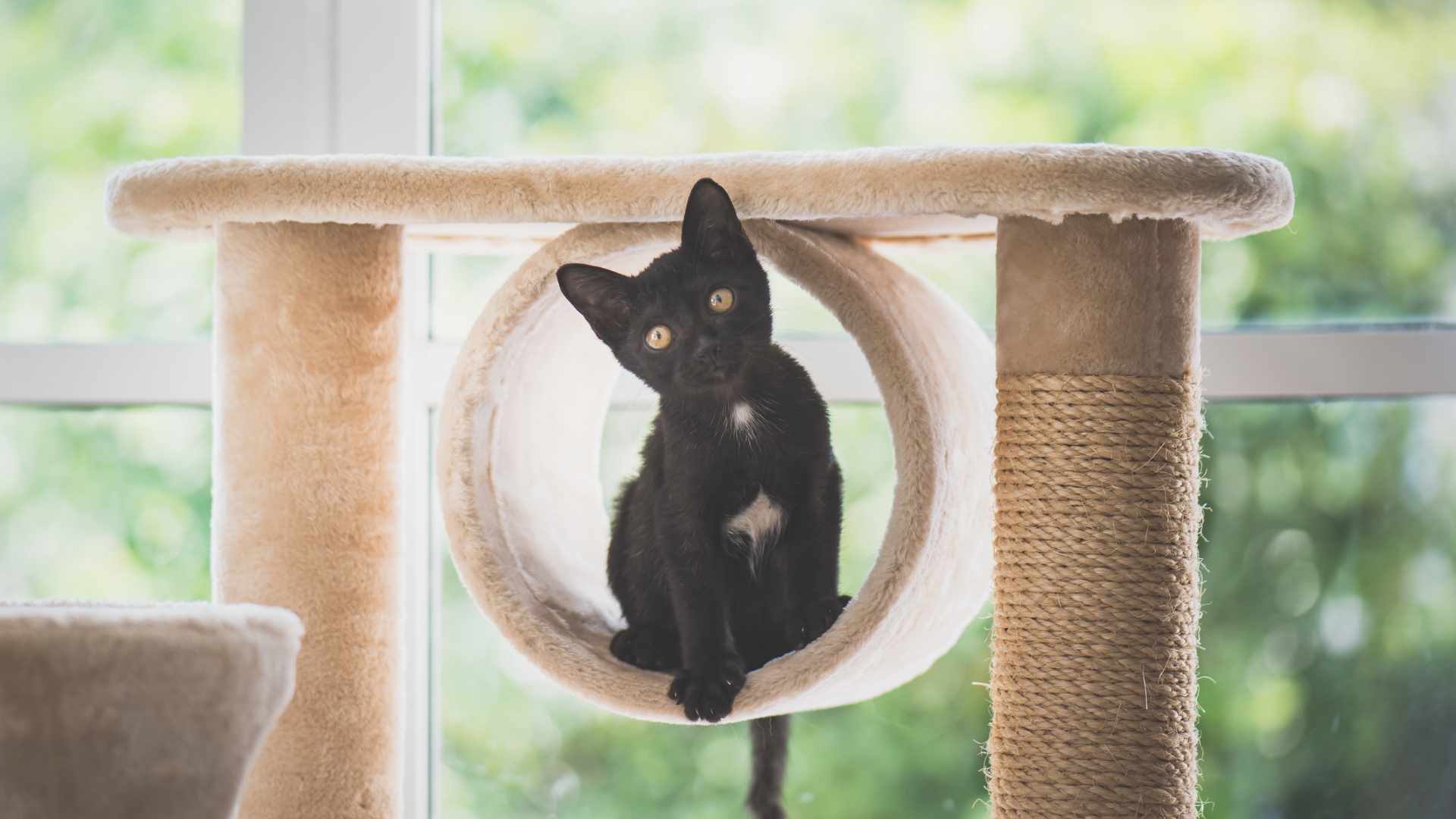 black kitten plays tan cat tree