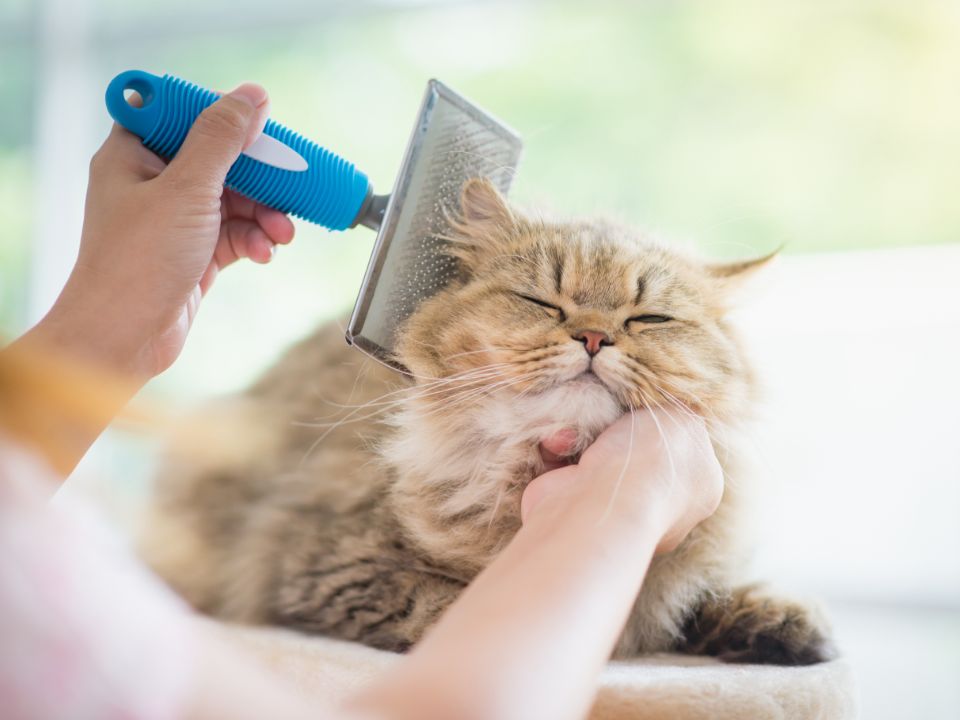 owner brushes cat fur