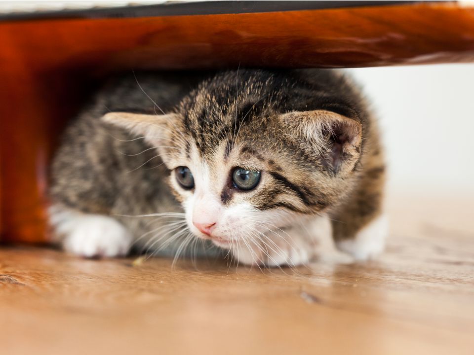 scared gray striped kitten under couch