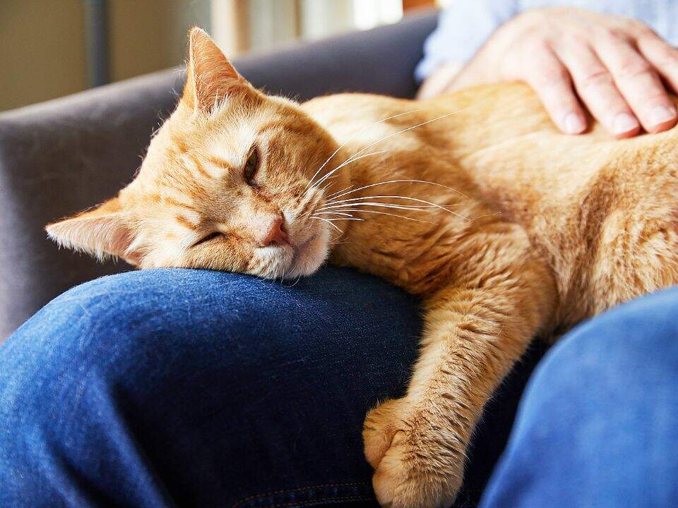 orange cat sleeping lap