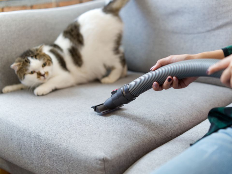 cat couch scared vacuum nozzle