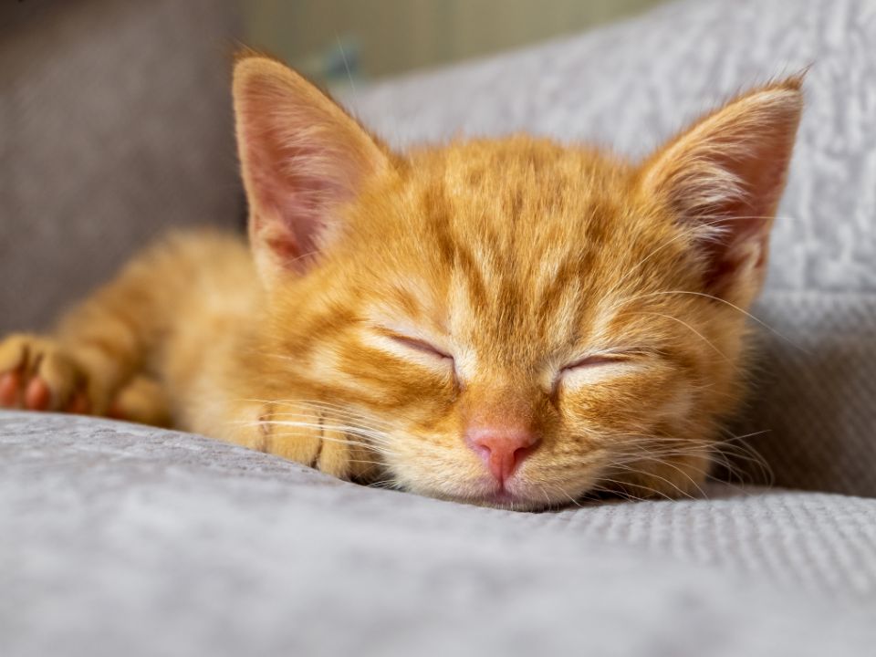 sleeping-orange-kitten-couch