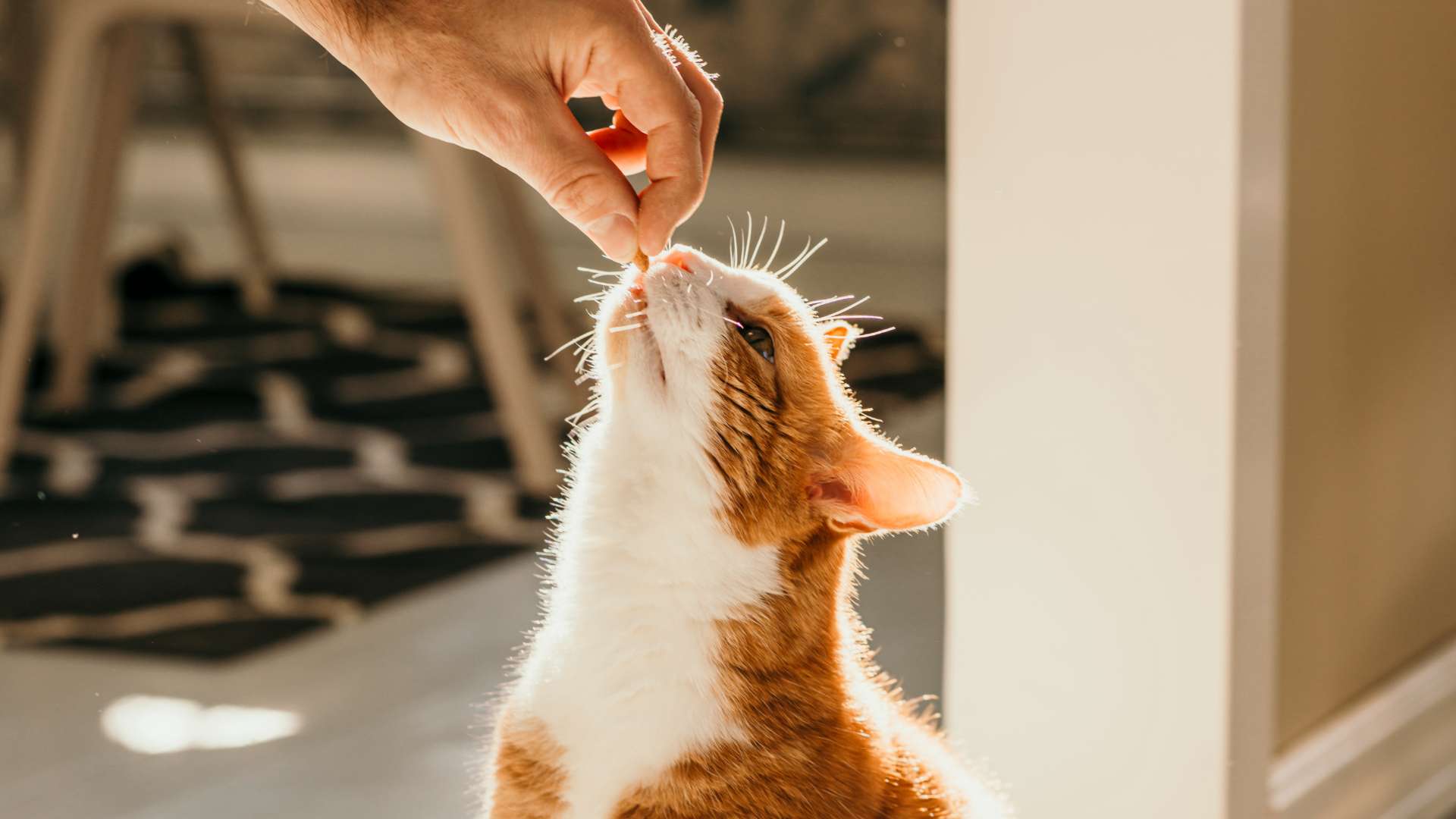 hand feeds orange cat treat