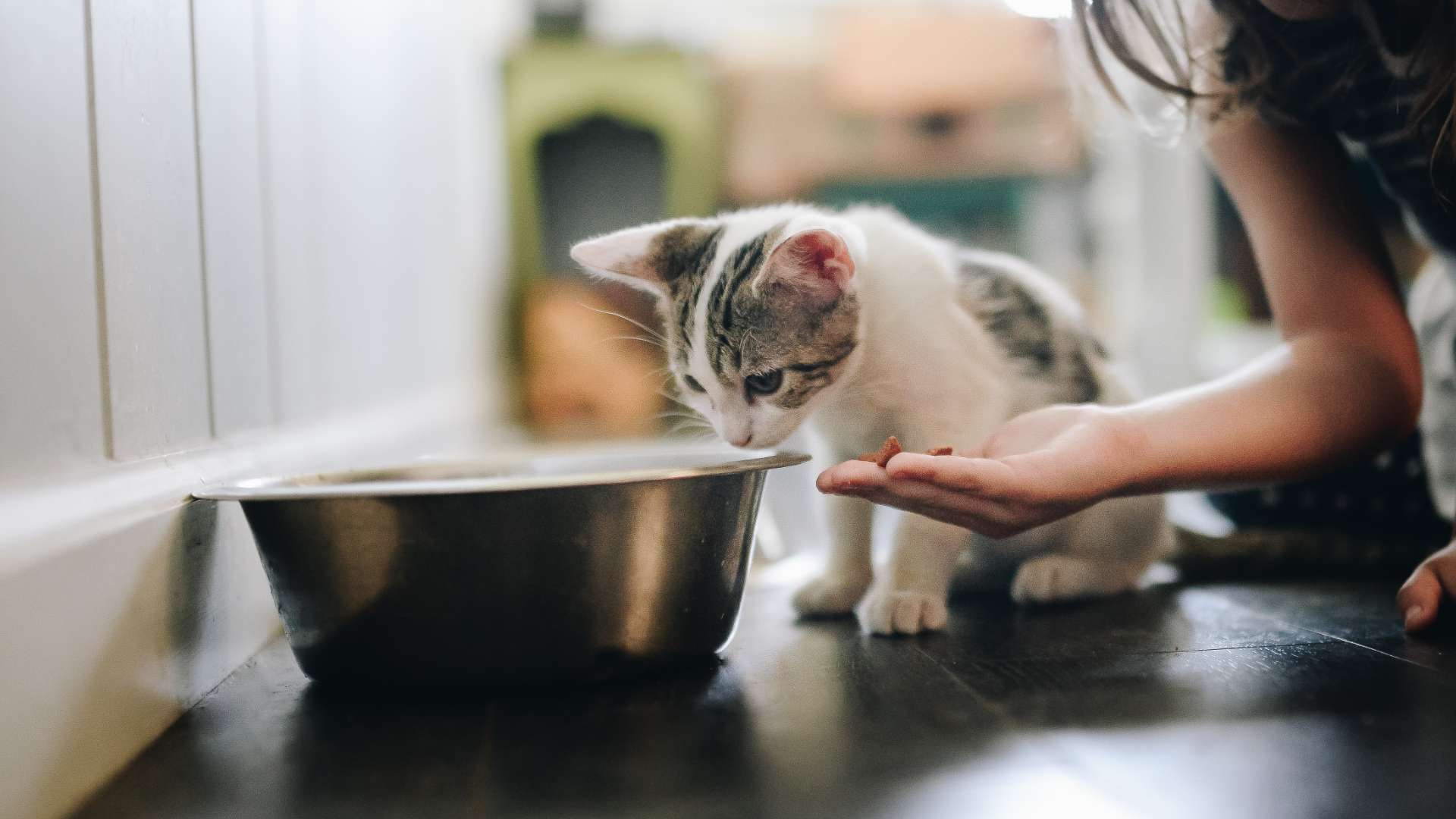 kitten sniffs food bowl