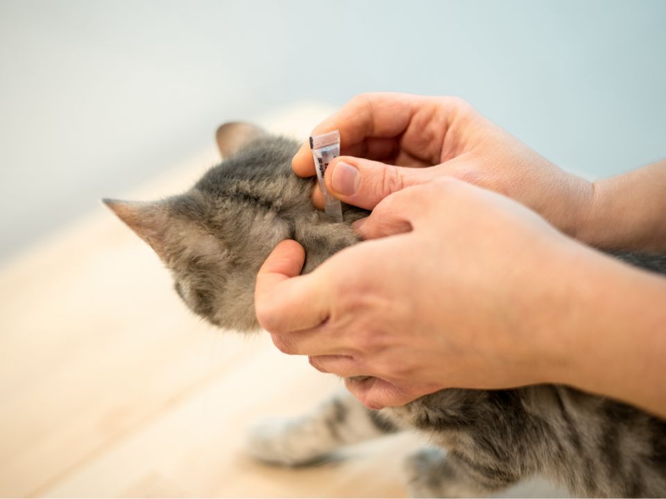 gray cat flea treatment