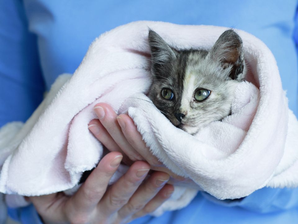 gray kitten green eyes wrapped towel