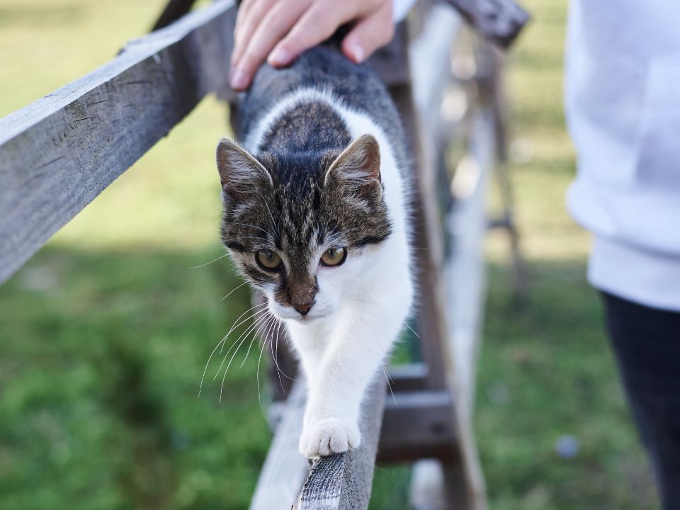 hand pets cat walking fence
