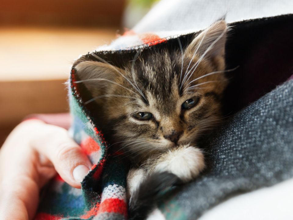 tiny brown kitten under blanket
