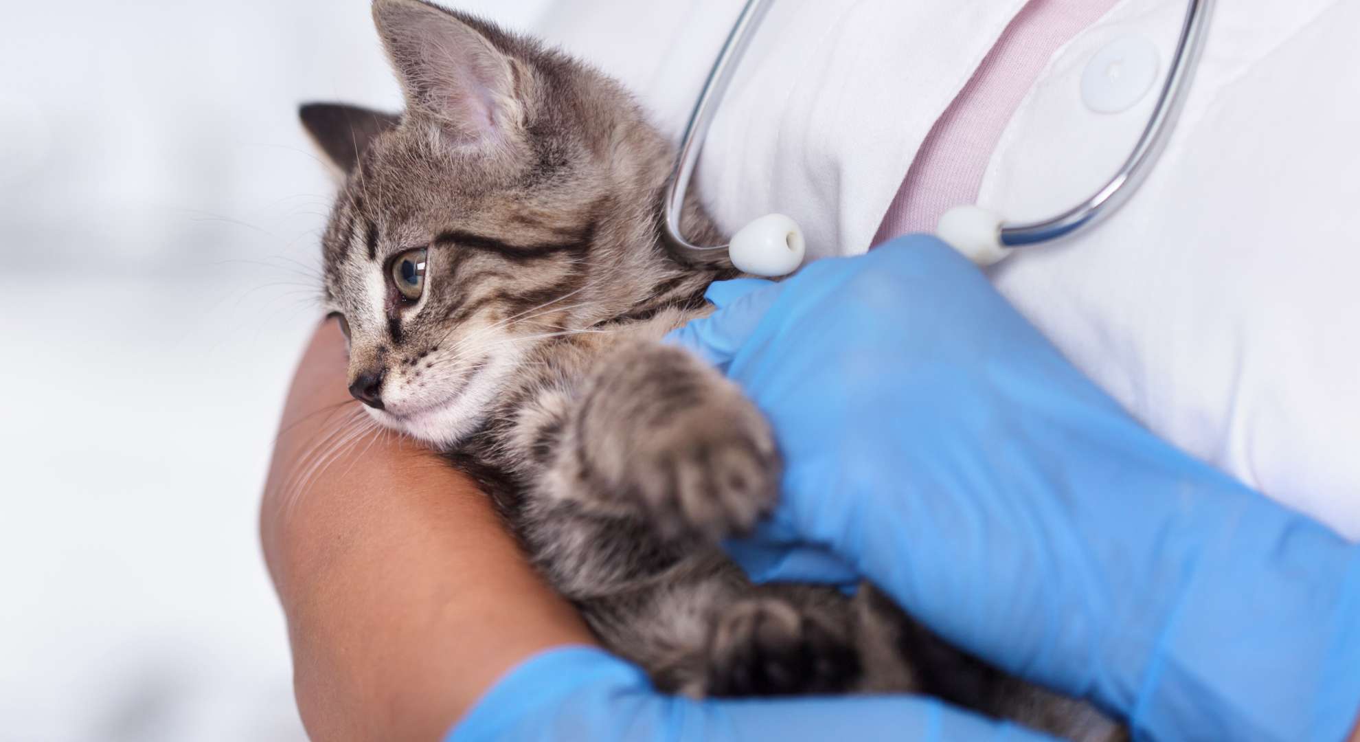 veterinarian checks kitten heartbeat