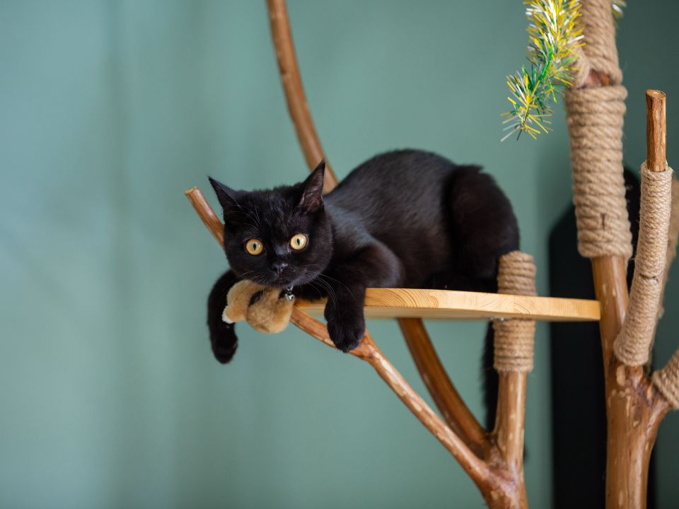 black cat climbing cat tree