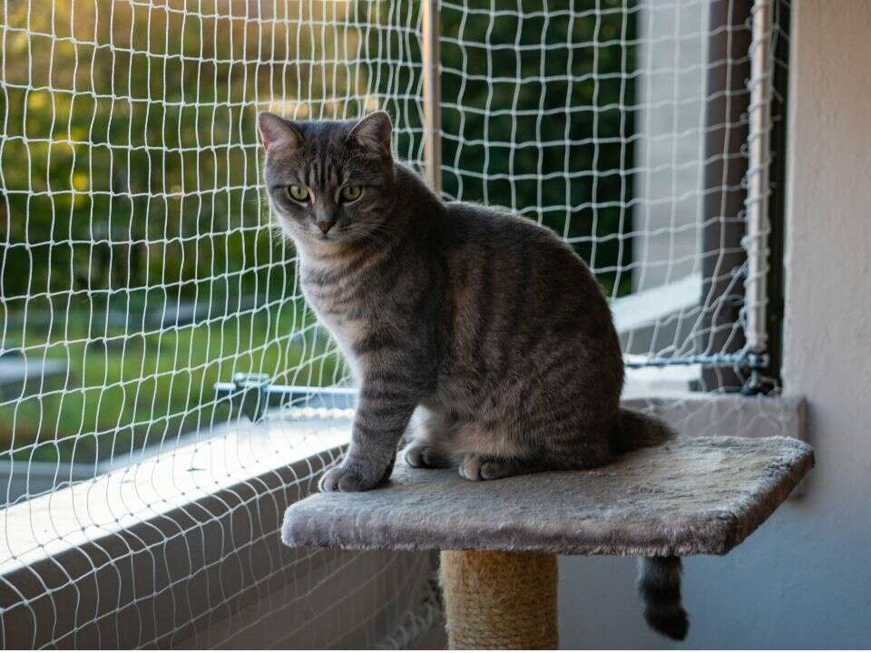 gray cat sits perch