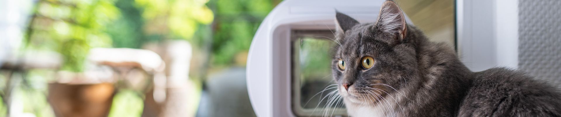 gray fluffy cat by window banner