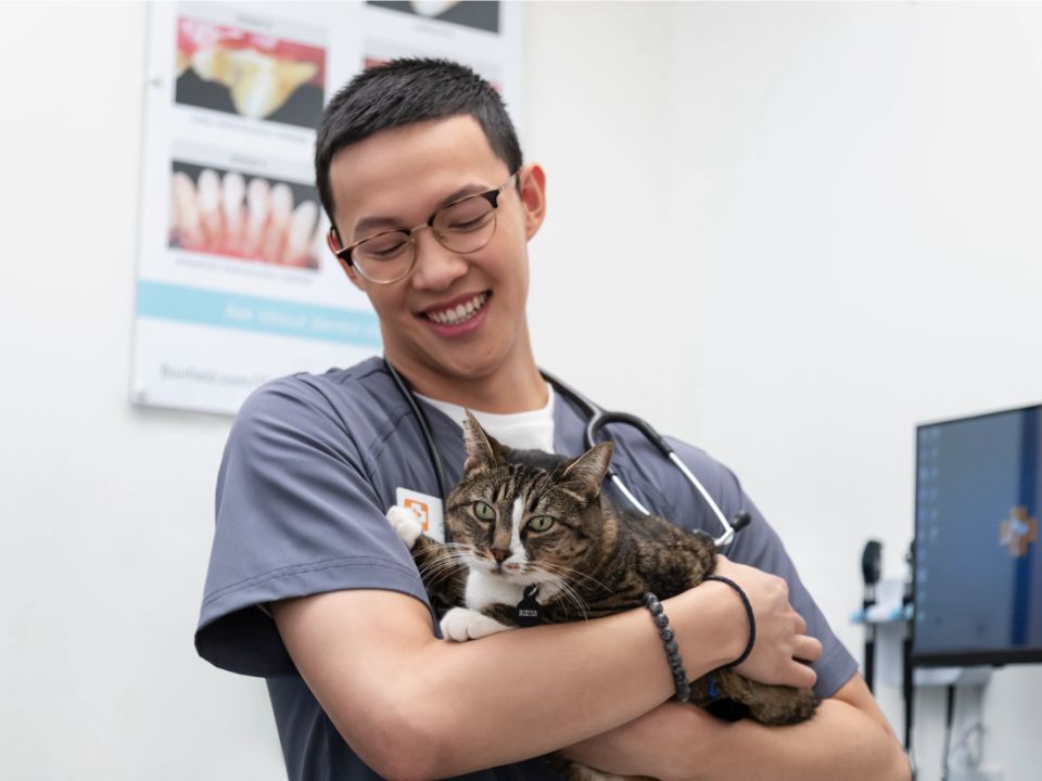 man veterinarian holds cat