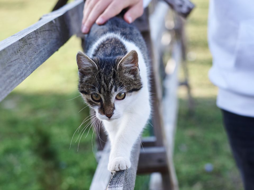 hand pets cat walking fence