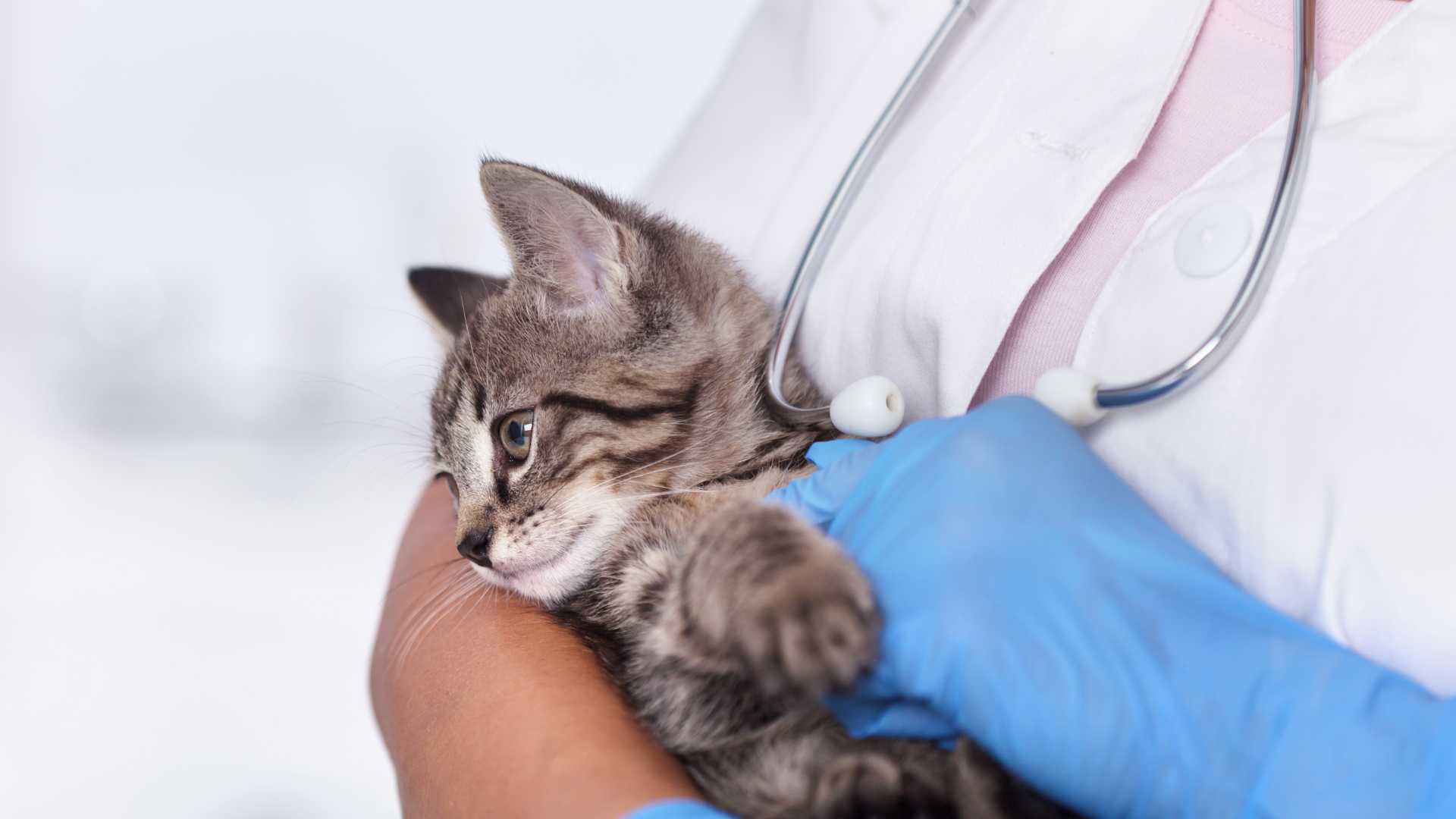 veterinarian checks kitten heartbeat