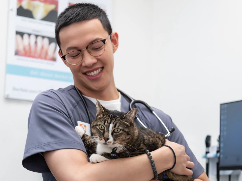 man veterinarian holds cat