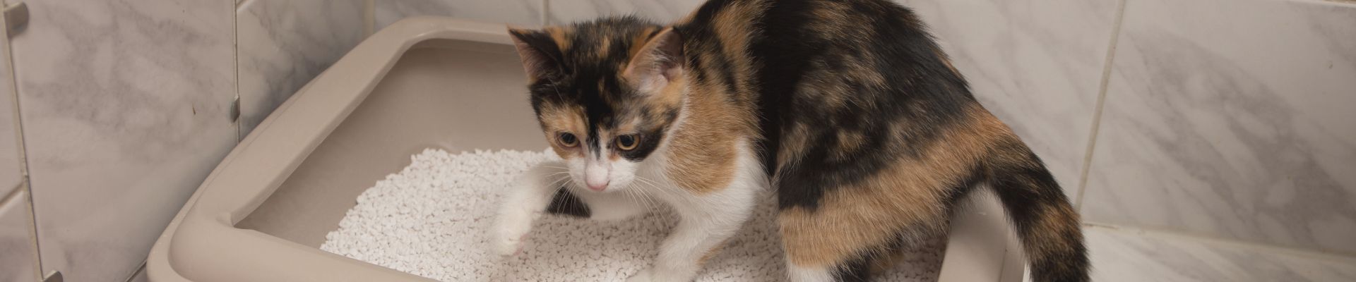 calico cat scratches litter box