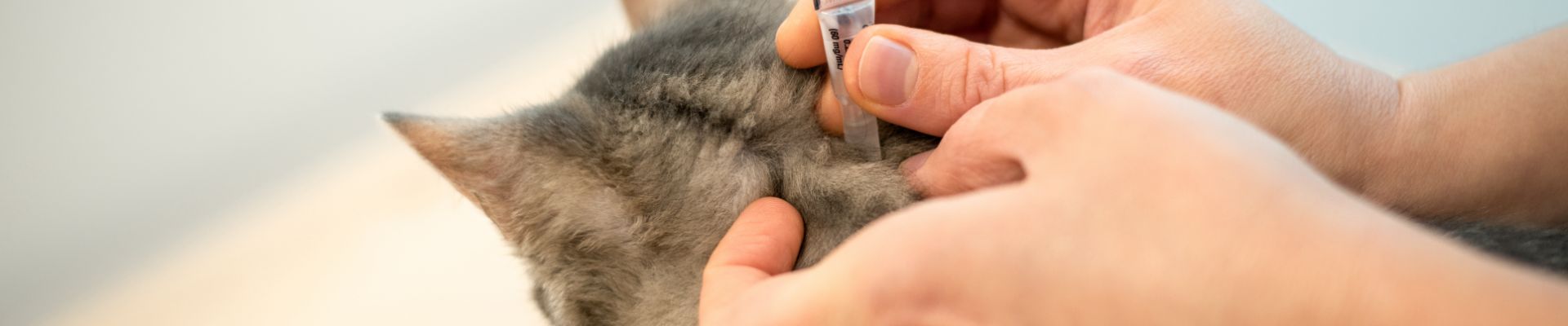 vet gives cat flea treatment banner