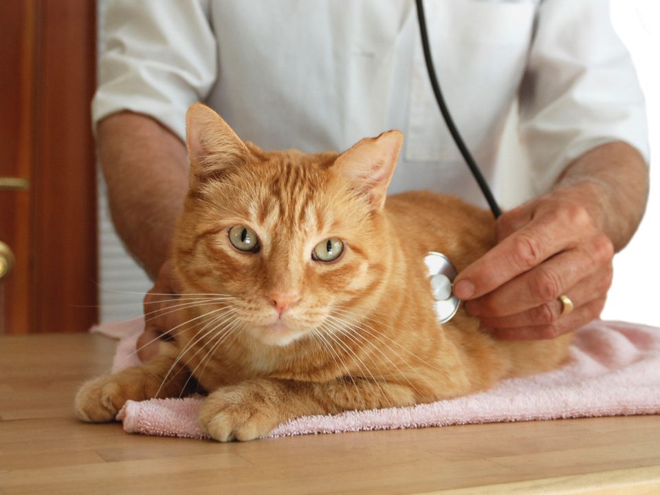 veterinarian stethoscope orange cat