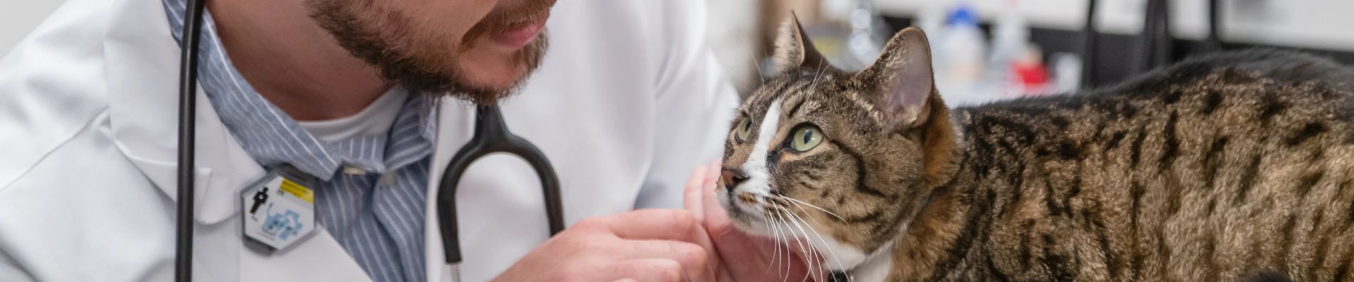 male veterinarian checks cat