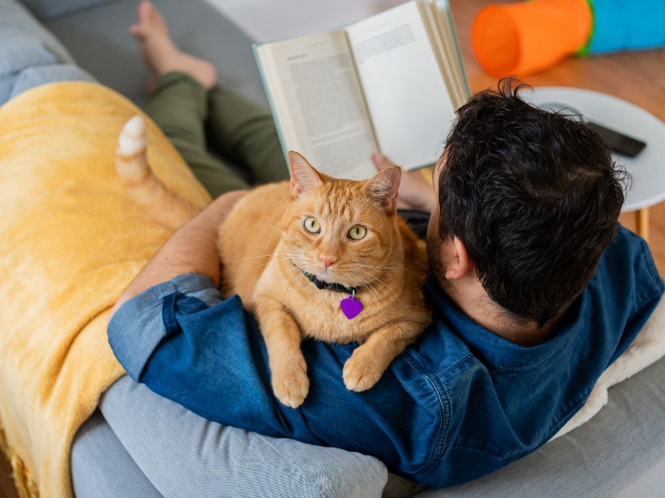 man reading couch cuddles orange cat