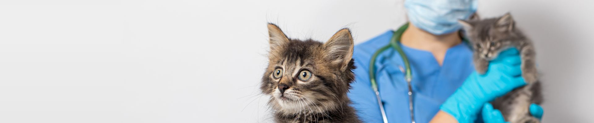 masked veterinarian holds two kittens