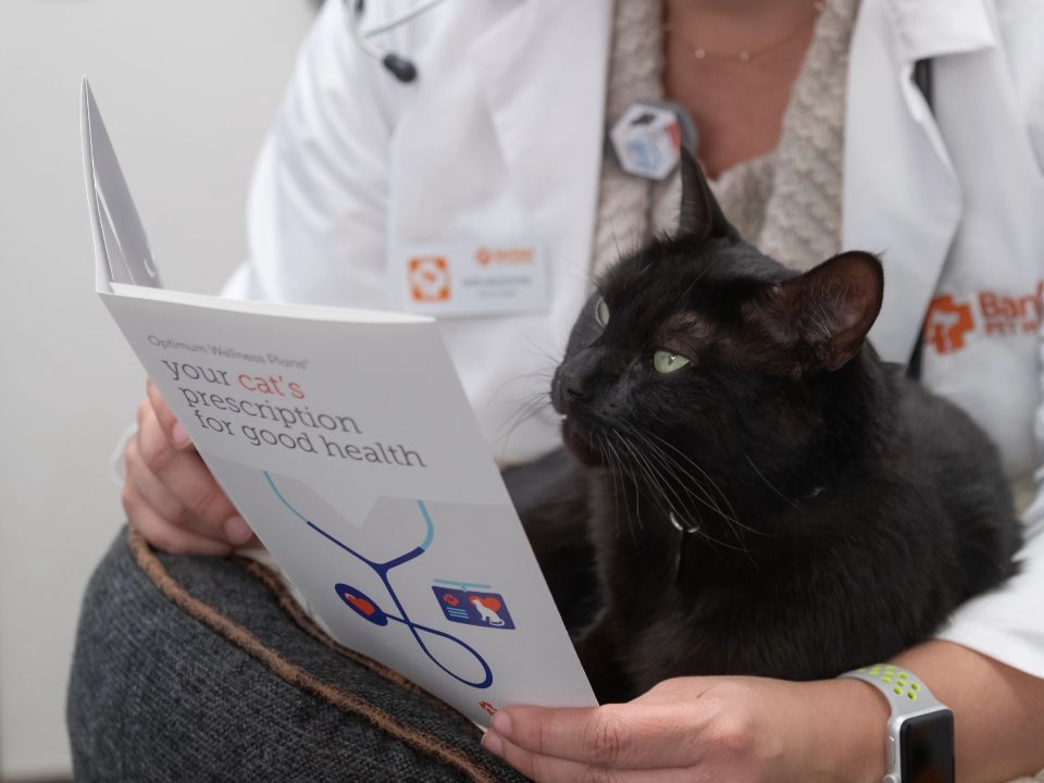 veterinarian black lap cat read pamphlet