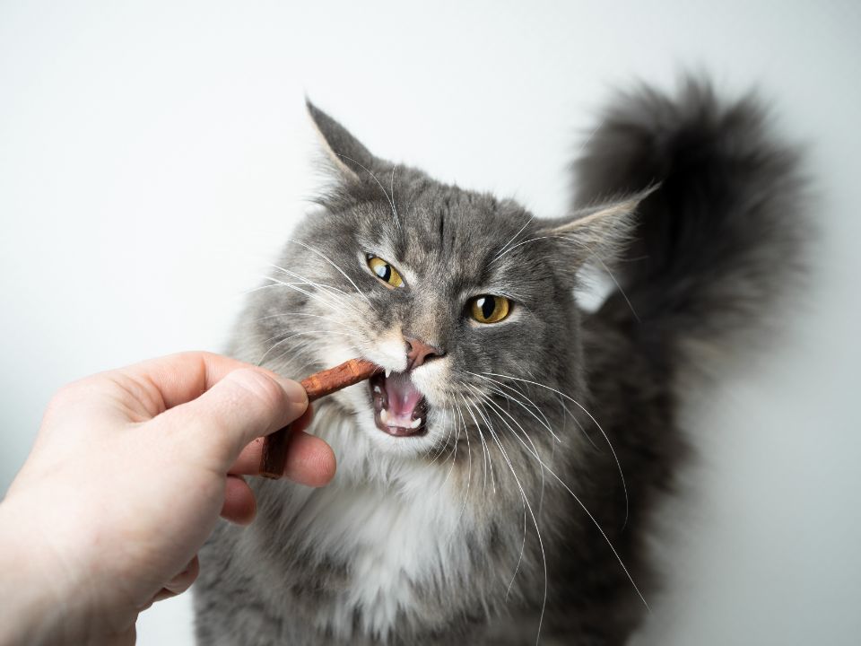 gray cat eats chew stick