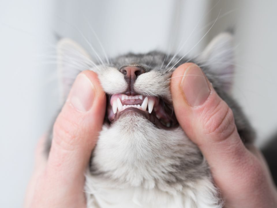 hands check cat teeth