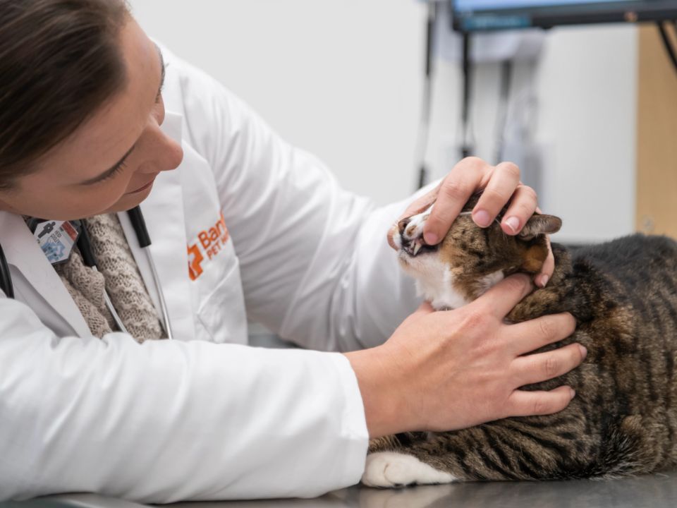 veterinarian checks cat teeth