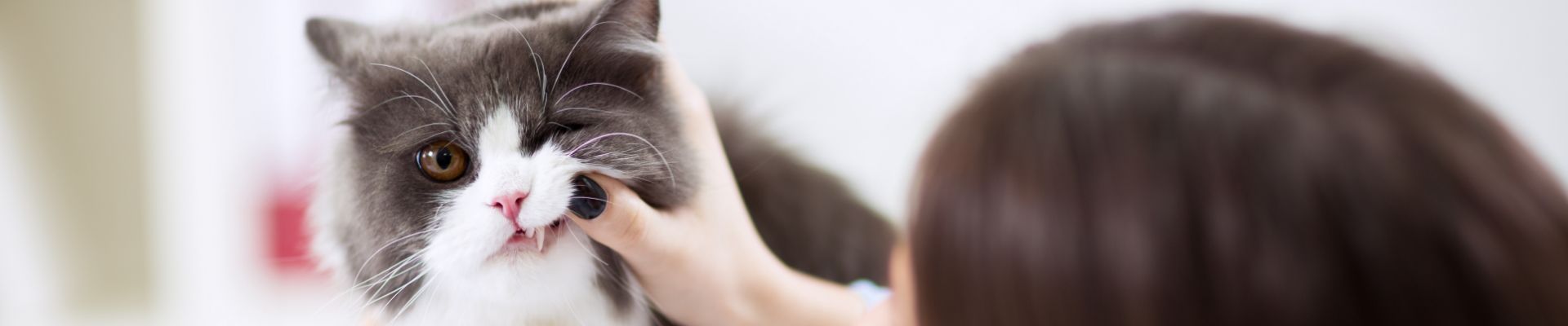 woman checks cat teeth