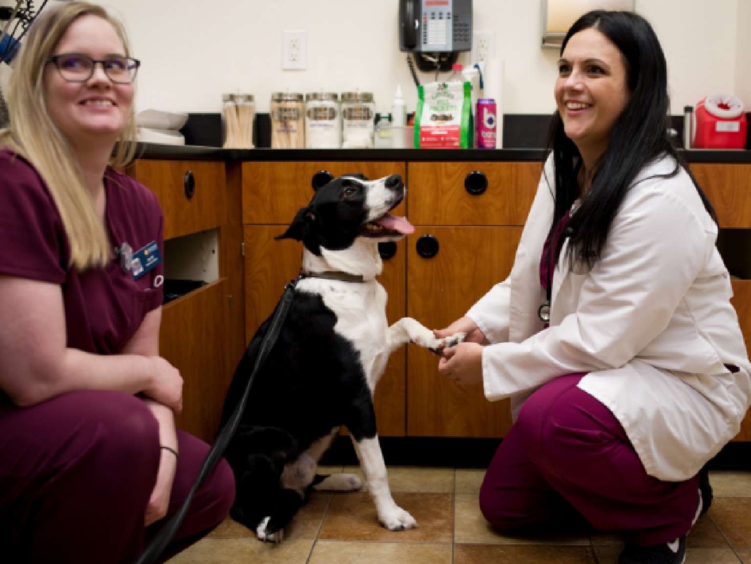 Two female veterinarians squatting and playing with a dog at the Banfield Pet Hospital