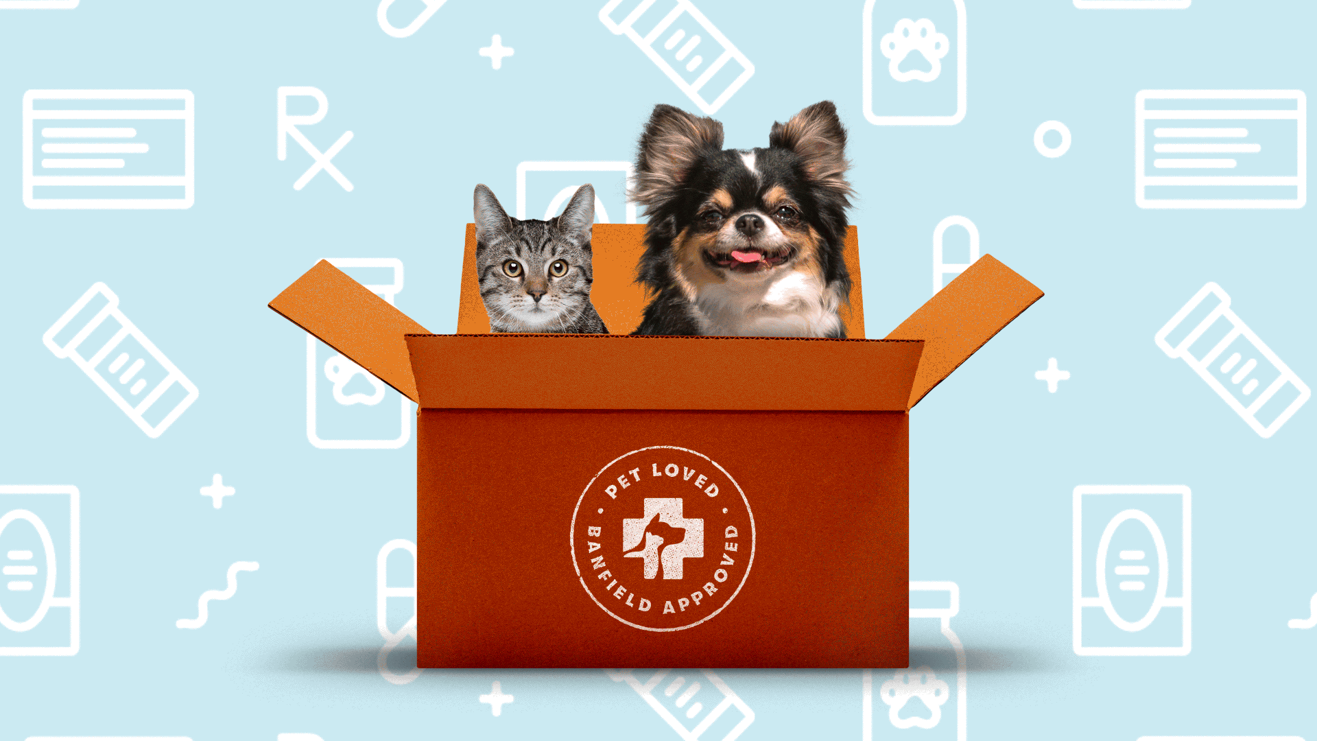 Cute cat and dog sit in cardboard box