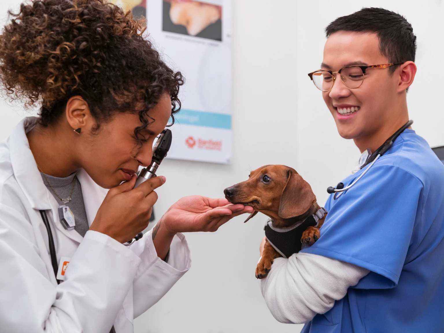 A veterinarian performs an eye exam on a Dachschund held by a vet assistant.