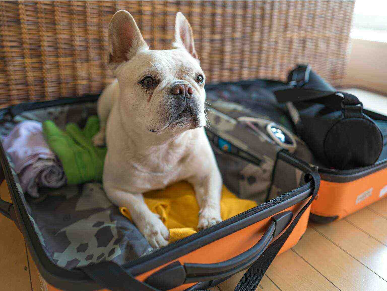 A French bulldog laying on top of an open suitcase