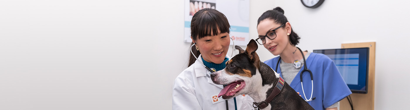 Two young female veterinarians examining a dog at the Banfield Pet Hospital