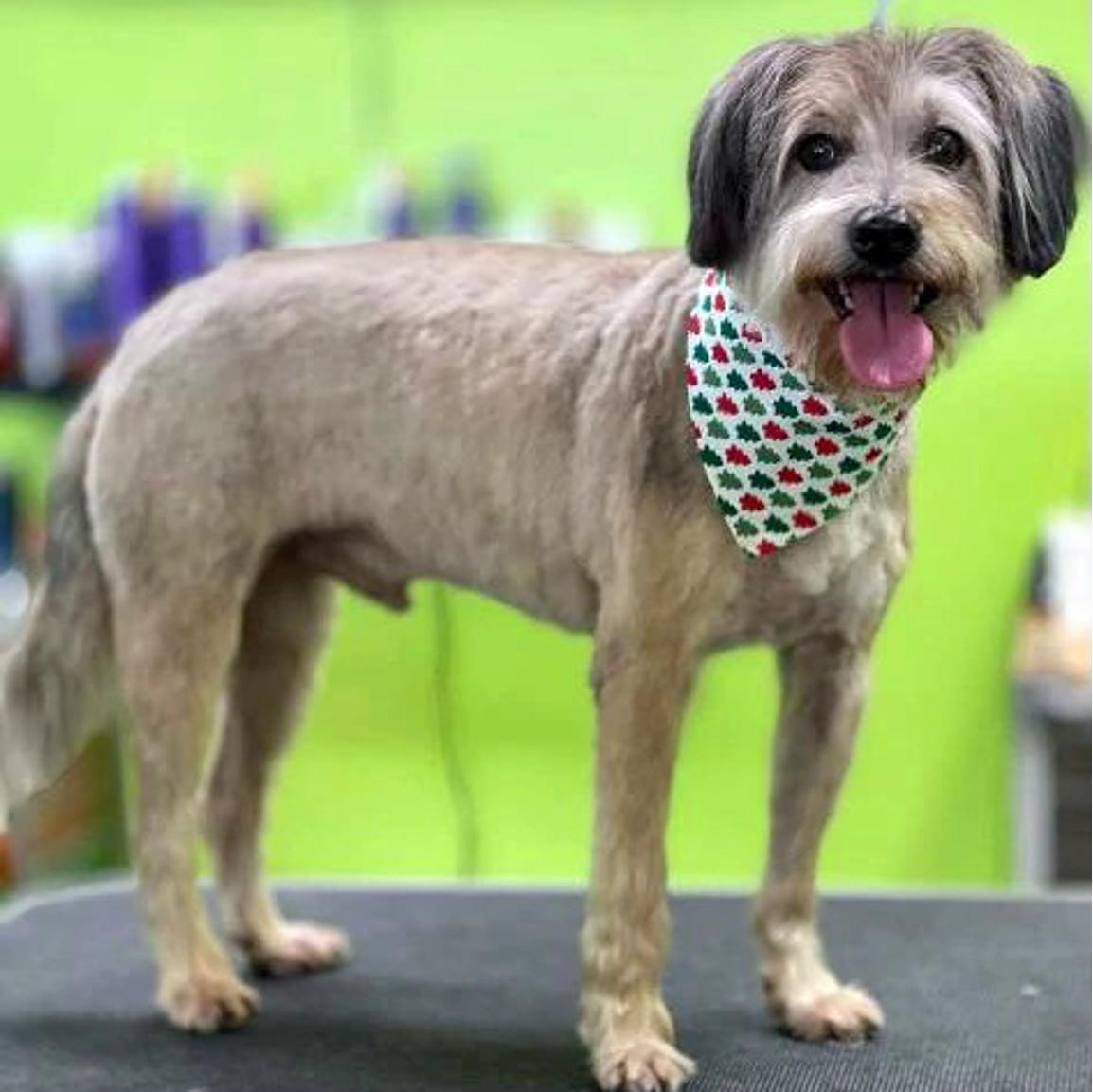 A dog wearing a bandana