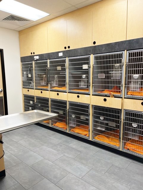 The Feline Ward of the Coon Rapids hospital
