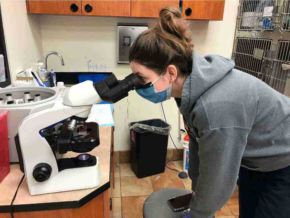 A female Banfield associate using a microscope at the Banfield Pet Hospital